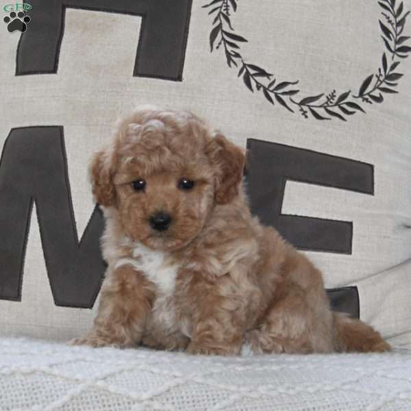 Sprout, Maltipoo Puppy